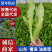 山东·曹县常年供应油麦菜,多种规格,价格实惠,量大从优
