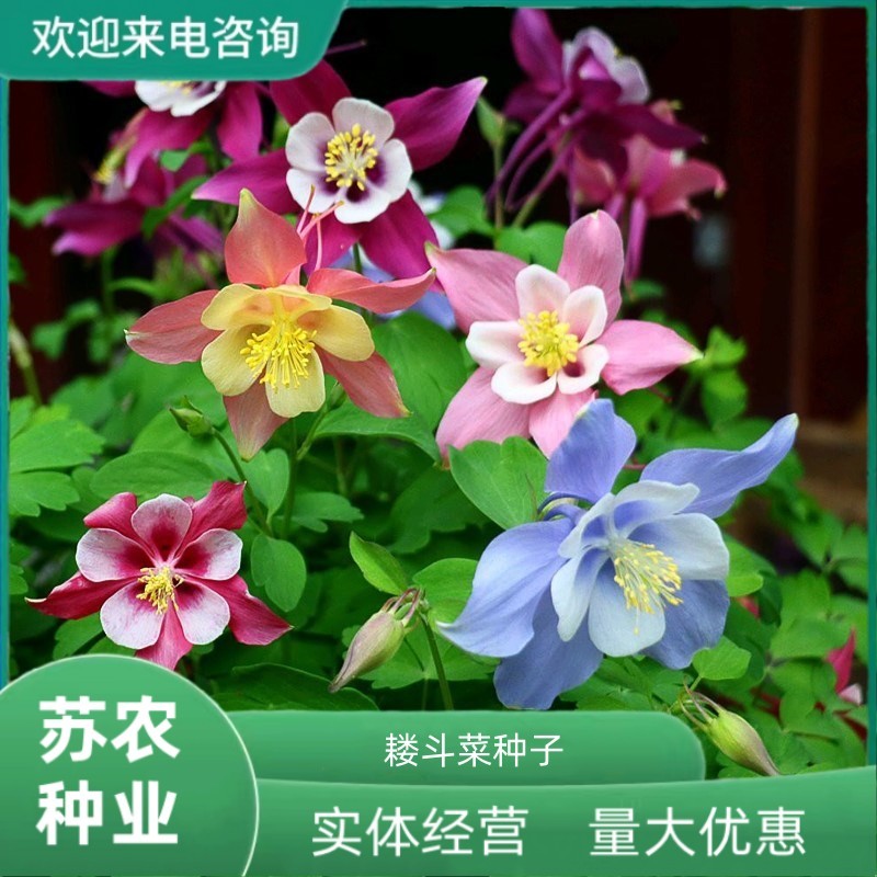 耧斗菜种子花种籽猫爪花种子花籽四季易种开花不断室内室
