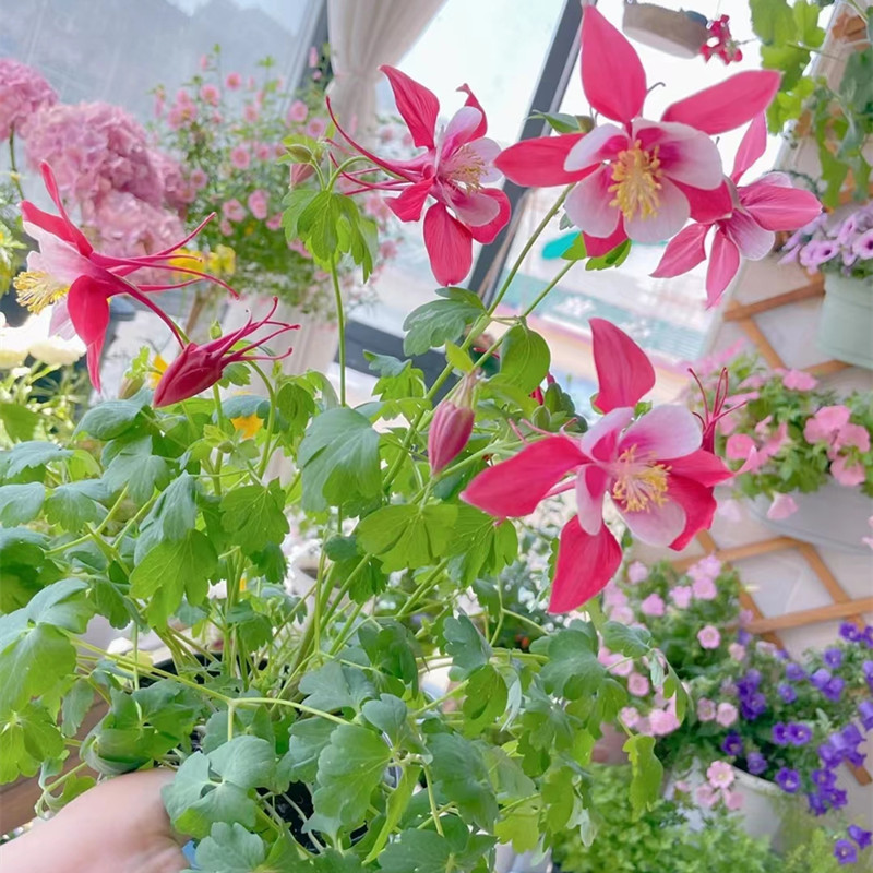 耧斗菜种子花种籽猫爪花种子花籽四季易种开花不断室内室