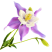 耧斗菜种子花种籽猫爪花种子花籽四季易种开花不断室内室