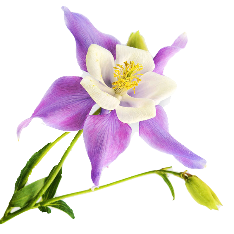 耧斗菜种子花种籽猫爪花种子花籽四季易种开花不断室内室