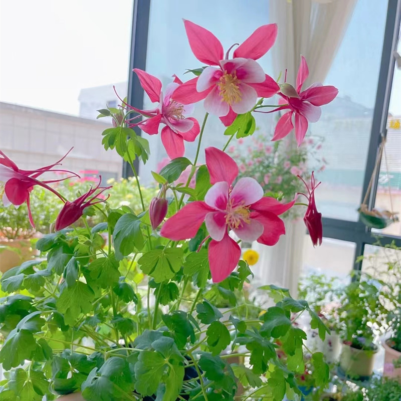 耧斗菜种子花种籽猫爪花种子花籽四季易种开花不断室内室