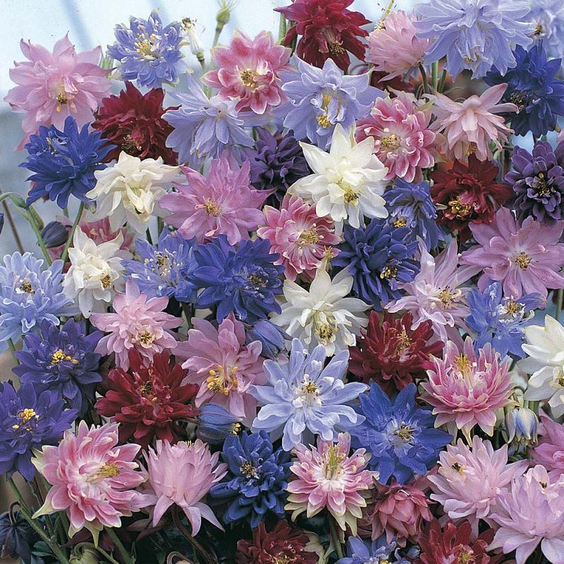 耧斗菜种子花种籽猫爪花种子花籽四季易种开花不断室内室
