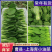 上海青基地直供，曹县小油菜，山东油菜，量大从优价格实惠