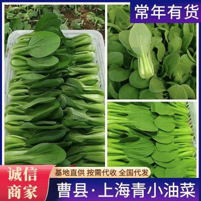 上海青基地直供，曹县小油菜，山东油菜，量大从优价格实惠