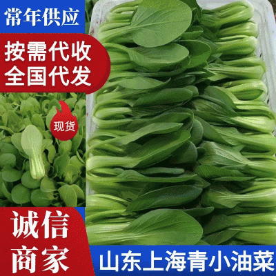 常年供应，曹县油菜上海青基地直供，量大从优，全国代发