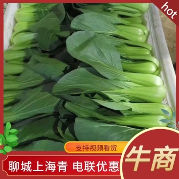 上海青小油菜，你产地一手货源大量供应价格优惠，欢迎电联采