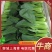 上海青小油菜，你产地一手货源大量供应价格优惠，欢迎电联采