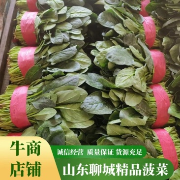精品小菠菜，大叶菠菜产地一手货源质量好，价格优惠，可电联