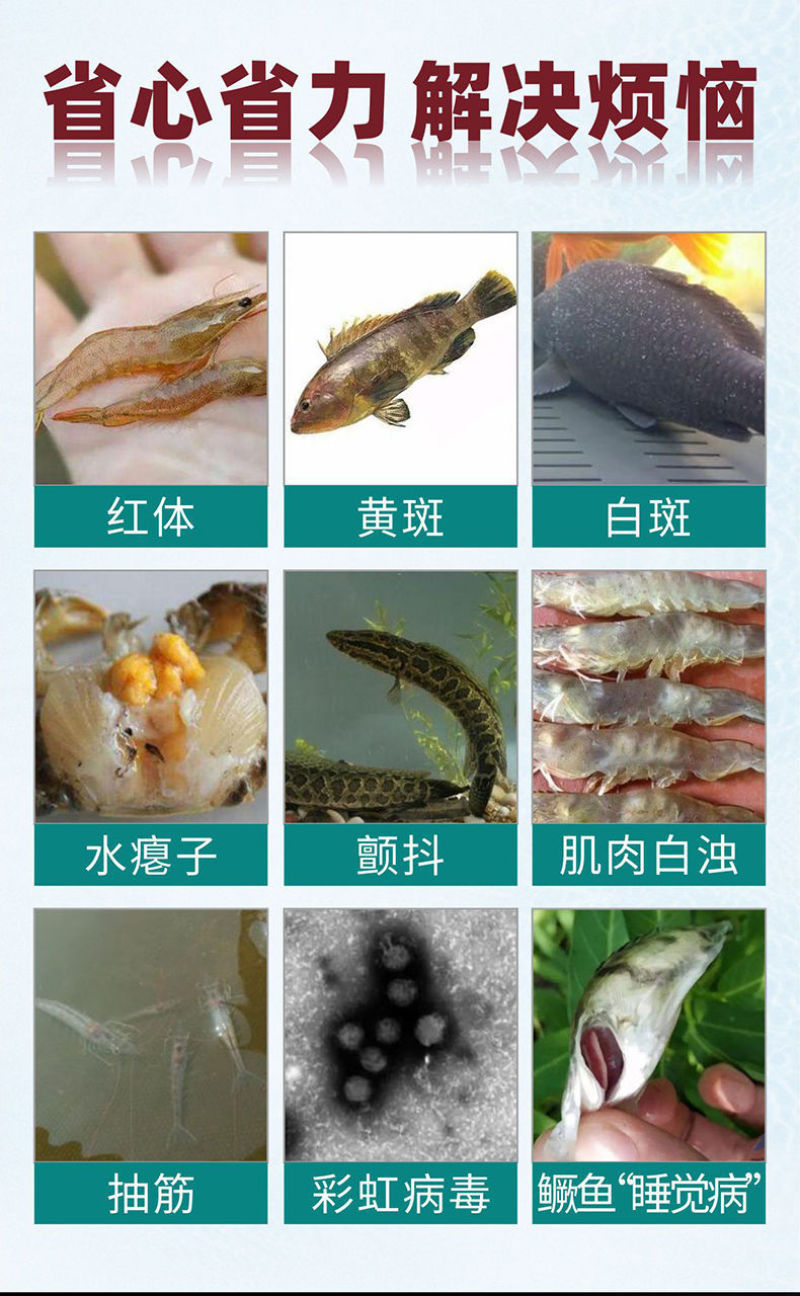 对虾白斑病虹彩病怎么解决南美白对虾抗病毒药偷死不吃料