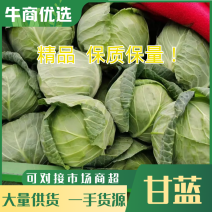 甘蓝包菜上市中产地一手货源质量无忧欢迎进店采购
