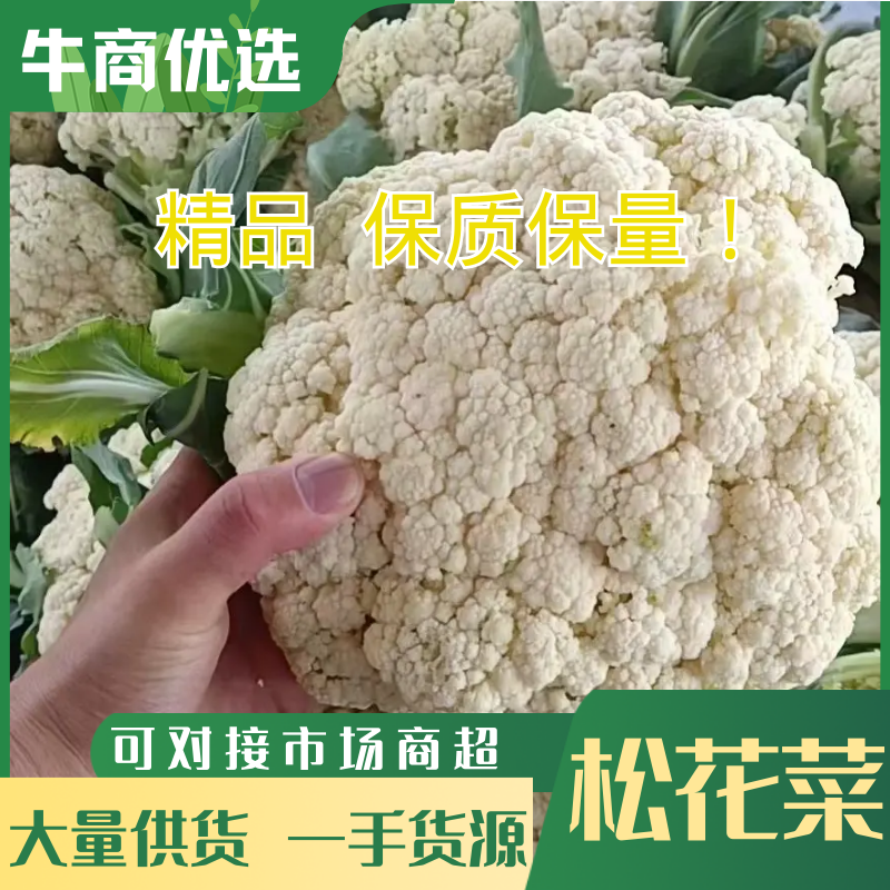 精品有机花菜松花菜大量上市中质量较好价格便宜