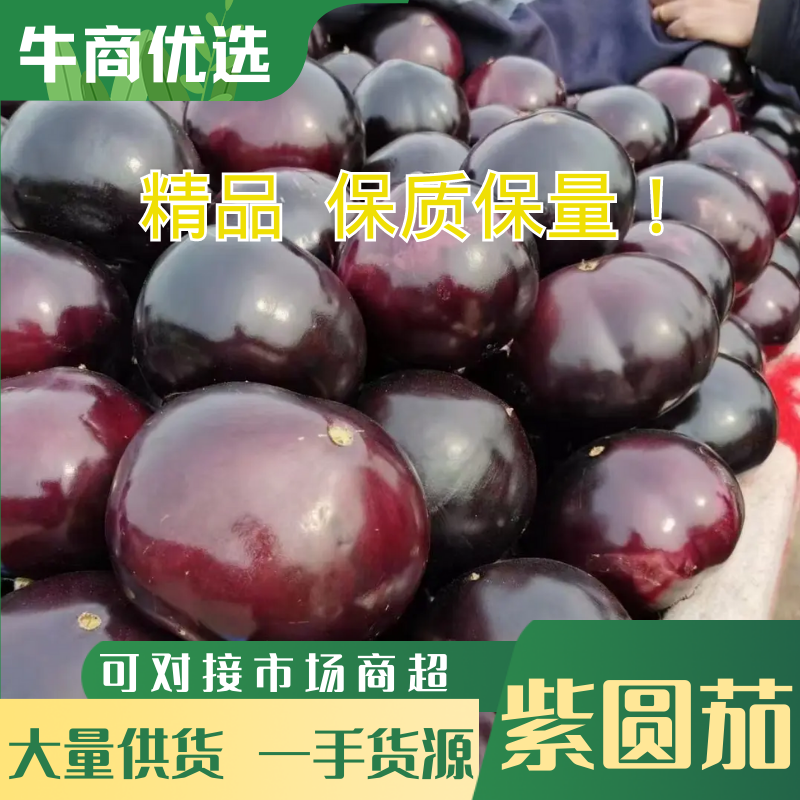 精品茄子大量上市有需要的老板联系大量上市中联系