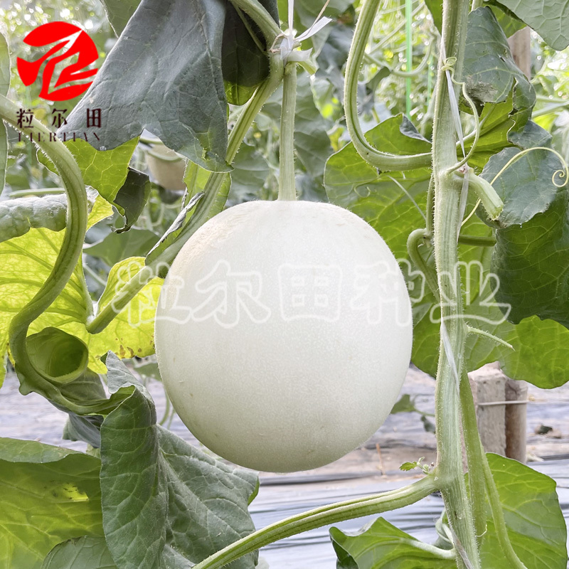 圆果绿肉玉菇甜瓜种子果肉细腻糯甜度高肉厚腔小基地用种包邮
