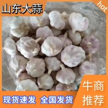 精品大蒜，红皮蒜，山东大蒜货源充足价格便宜全国供应