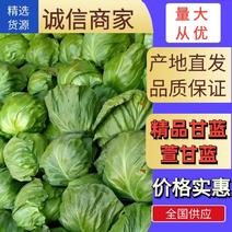 甘蓝萱甘蓝新鲜甘蓝大量上市自然蔬菜精品甘兰产地直发质优价廉