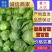 甘蓝萱甘蓝新鲜甘蓝大量上市自然蔬菜精品甘兰产地直发质优价廉