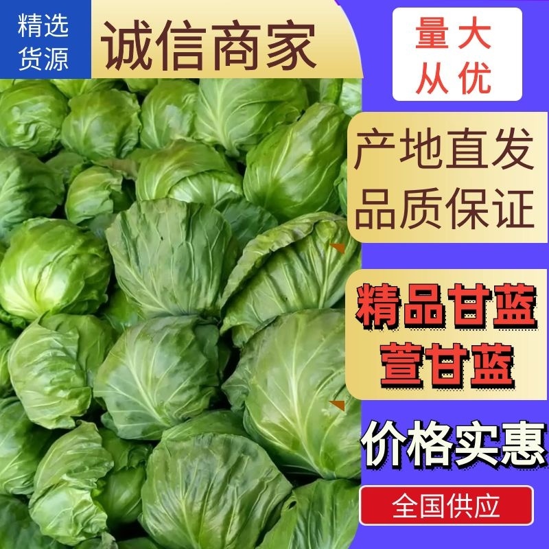 甘蓝萱甘蓝新鲜甘蓝大量上市自然蔬菜精品甘兰产地直发质优价廉