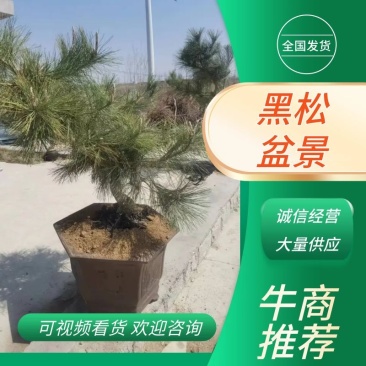 地栽造型黑松，黑松童子功造型盆景素材，黑松半吊子。老化好