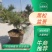 地栽造型黑松，黑松童子功造型盆景素材，黑松半吊子。老化好