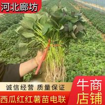 西瓜红红薯苗，河北产地供苗，质量保证，欢迎电联采购