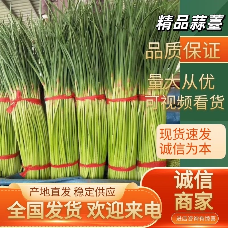 河南蒜薹，红冒蒜薹精品分把，可加冰上车，精品大量发售