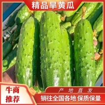 【荐】湖北随州精品小黄瓜大量供应现摘现发品质保证