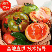 水果番茄，口感西红柿，产地发货，量大货好！