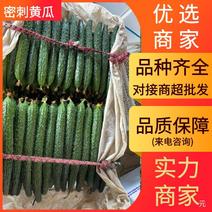 黄瓜山东密刺黄瓜18~22公分干花带刺品质保障