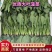 『精品菠菜』潍坊大叶菠菜规格齐全实图实价质量保障视频看货