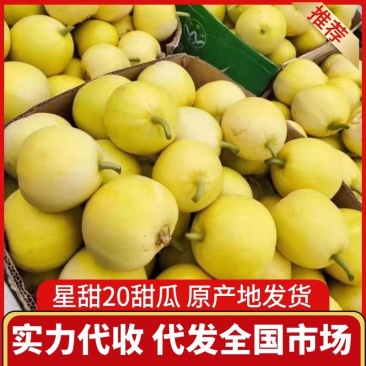 【精选】山东费县星甜20甜瓜精品甜瓜对接电商超市市场