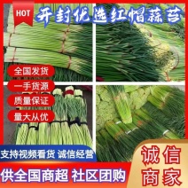 【实力】精品蒜薹-红帽蒜薹产地直发商超品质全国代发