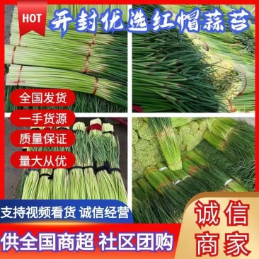 【实力】精品蒜薹-红帽蒜薹产地直发商超品质全国代发