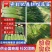 【实力】精品蒜薹-红帽蒜薹产地直发商超品质全国代发