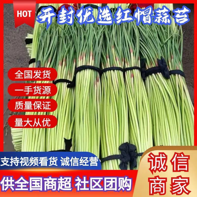 【精选】精品蒜薹-红帽蒜薹产地直发商超品质全国代发