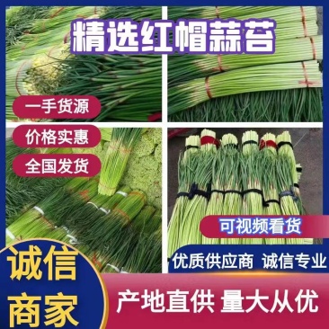 【精选】精品蒜薹-红帽蒜薹产地直发商超品质全国代发