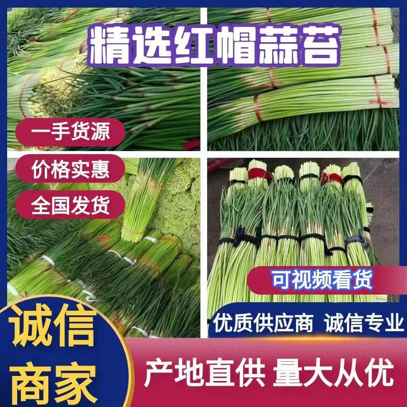 【精选】精品蒜薹-红帽蒜薹产地直发商超品质全国代发