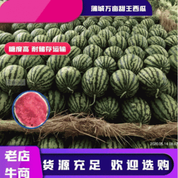 【陕西蒲城甜王西瓜】万亩大量糖度高耐储存运输上市中