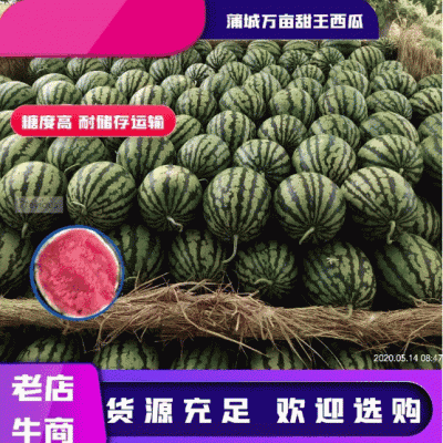 【陕西蒲城甜王西瓜】万亩大量糖度高耐储存运输上市中