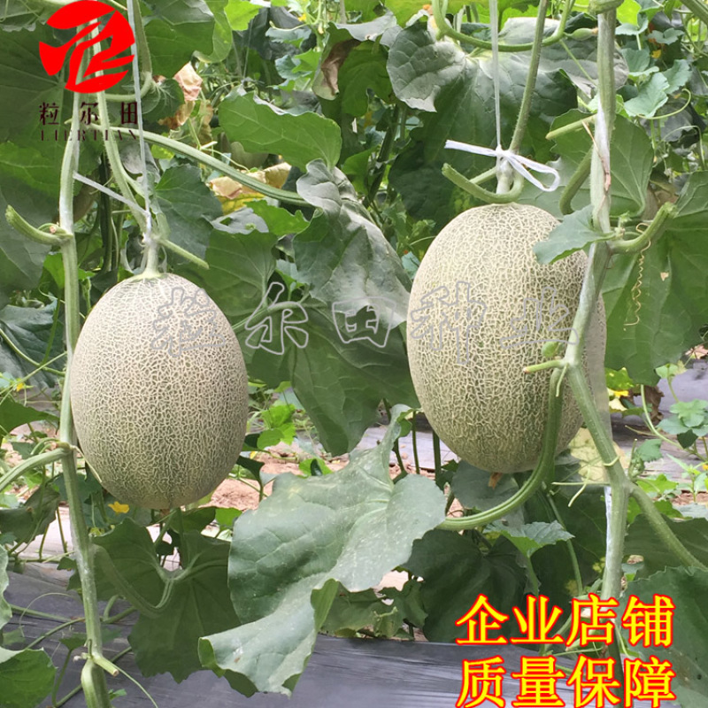 领航25哈蜜瓜种子网纹瓜种子甜瓜种子抗病抗裂基地用种包邮