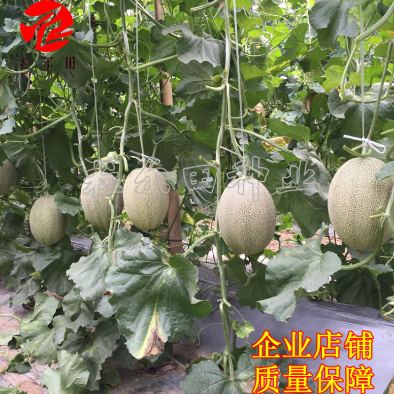 领航25哈蜜瓜种子网纹瓜种子甜瓜种子抗病抗裂基地用种包邮