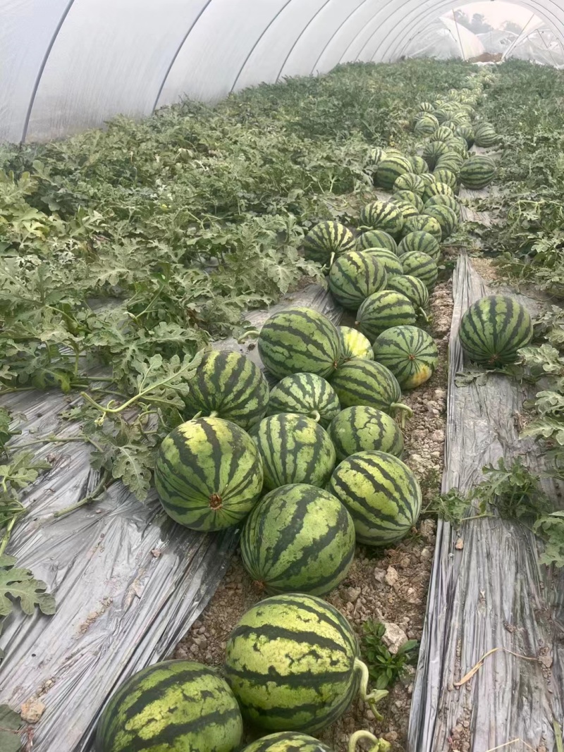 云南无籽美都，产地一手货源整车代发，对接全国