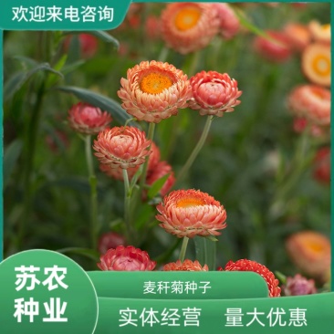 麦秆菊种子蜡菊花籽可干切花麦杆脆菊室内外阳台盆栽春播夏秋