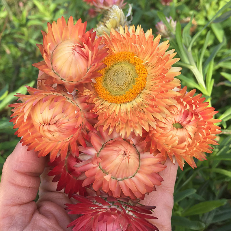麦秆菊种子蜡菊花籽可干切花麦杆脆菊室内外阳台盆栽春播夏秋