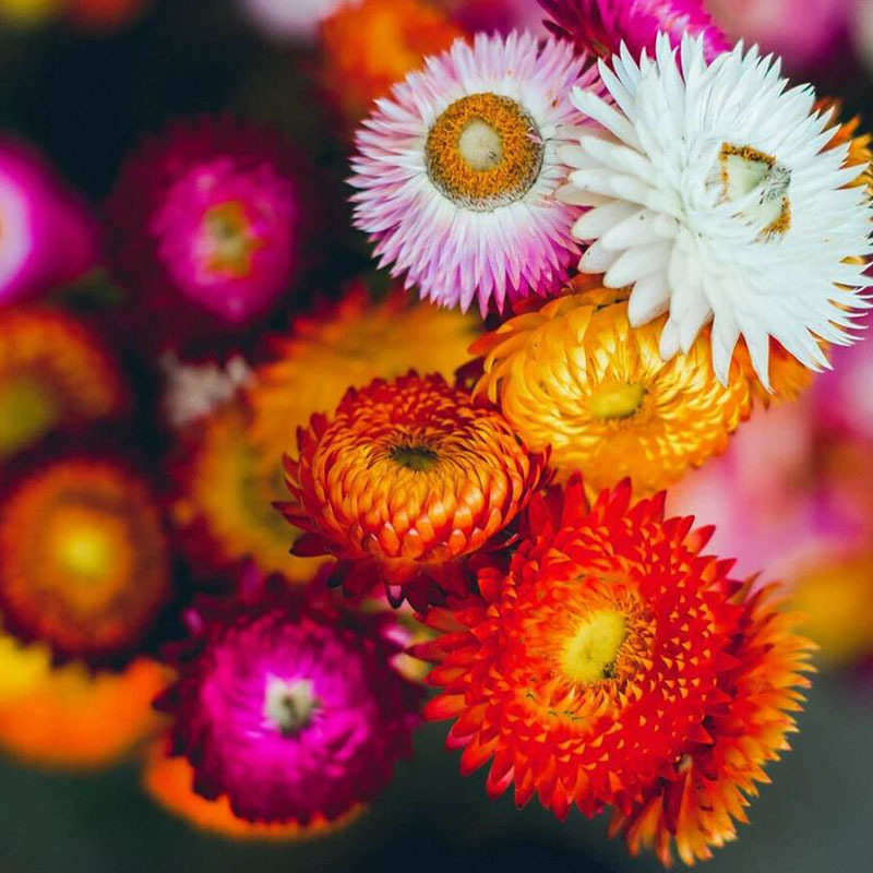 麦秆菊种子蜡菊花籽可干切花麦杆脆菊室内外阳台盆栽春播夏秋