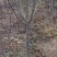 【荐】樱桃种苗，大颗粒樱桃苗产地价格，南北种植，量大优惠