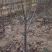 【荐】樱桃种苗，大颗粒樱桃苗产地价格，南北种植，量大优惠