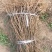 【基地直发】药用5号高产连翘苗好成活可视频看货保质保量