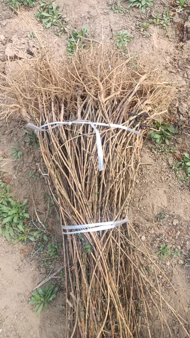 【基地直发】药用5号高产连翘苗好成活可视频看货保质保量