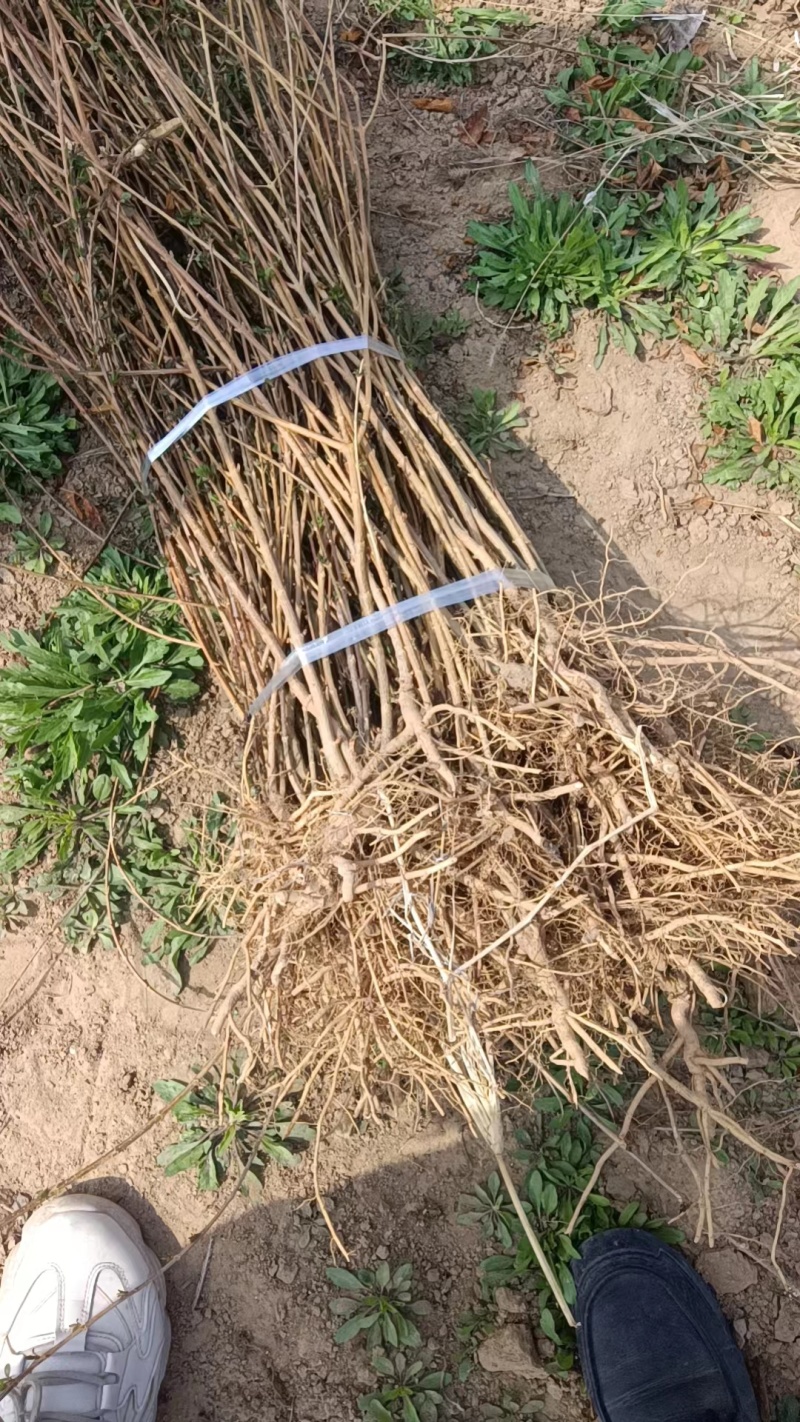 【基地直发】药用5号高产连翘苗好成活可视频看货保质保量